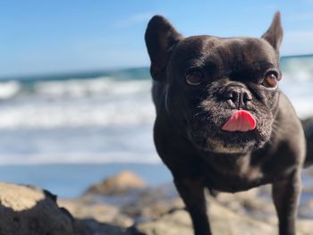 Close-up of dog on beach