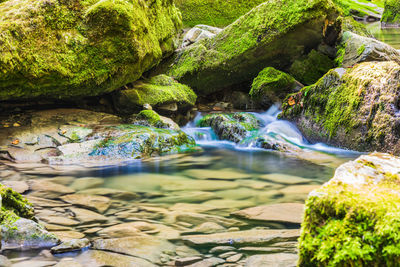 Scenic view of river flowing through rocks in forest