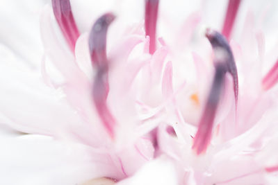 Macro shot of pink flower