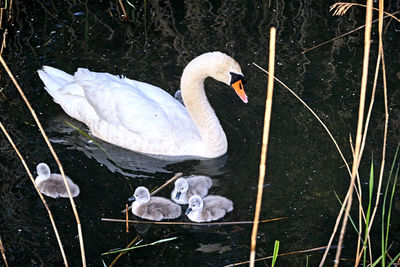 High angle view of swans swimming in lake