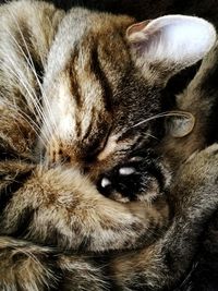 Close-up portrait of a cat