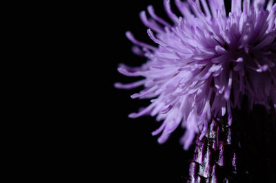 Close-up of purple flower