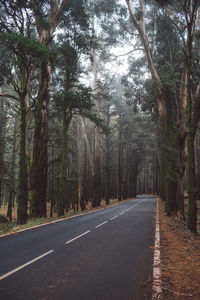 Road amidst trees in forest