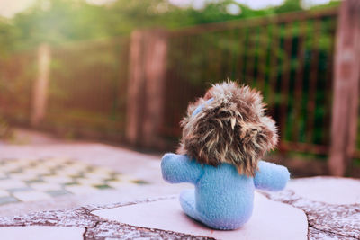 Rear view of a dog