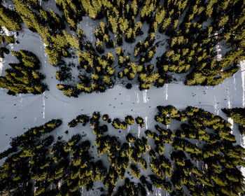 High angle view of snow covered plants