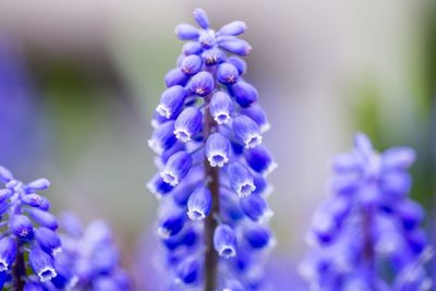 Close-up of purple flowers blooming