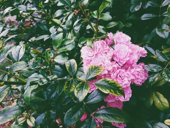 Close-up of pink flowers