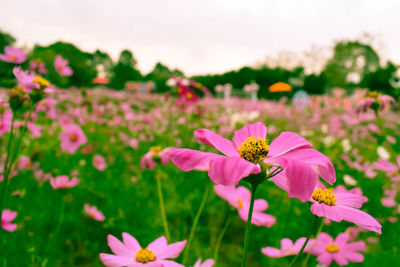 Close-up of pink cosmos flower blooming on field