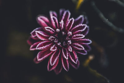 Close-up of pink flower