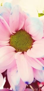 Close-up of pink flower