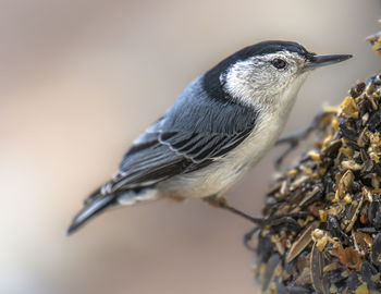 Close-up of bird 