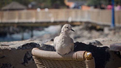 Close-up of seagull perching outdoors