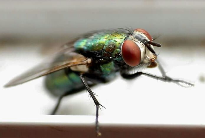 one animal, animal themes, insect, indoors, close-up, table, wildlife, selective focus, animals in the wild, focus on foreground, no people, wood - material, animal antenna, day, still life, macro, high angle view, dragonfly, nature, fly