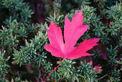 High angle view of maple leaves on plant