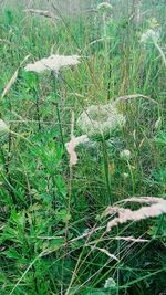 Plants growing in park