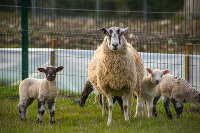 Sheep standing in a field