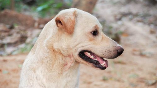 Close-up of dog looking away