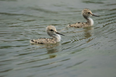 Baby black winged stilts swimming in lake