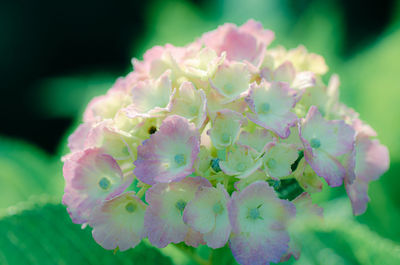 Close-up of pink flowering plant
