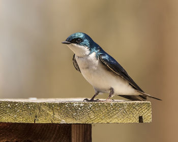 Close-up of bird perching on railing