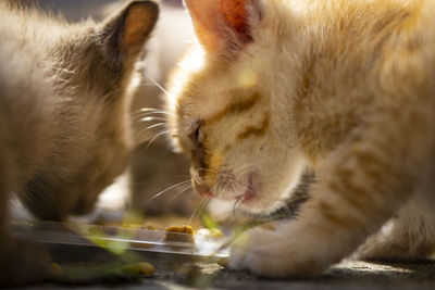 Close-up of cat drinking water