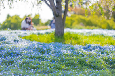 Flowers growing on field in park