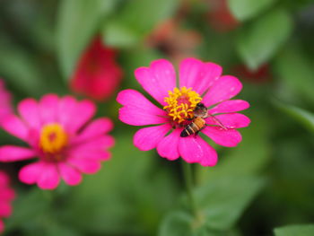 Close-up of pink cosmos flower