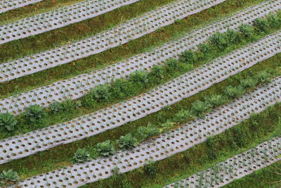 Full frame shot of agricultural field