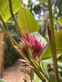 Close-up of pink flowering plant