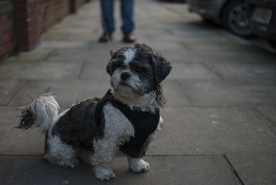 Portrait of dog on footpath in city