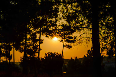 Silhouette trees against sky during sunset