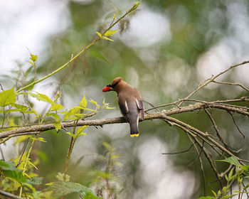 Low angle view of bird perching on branch