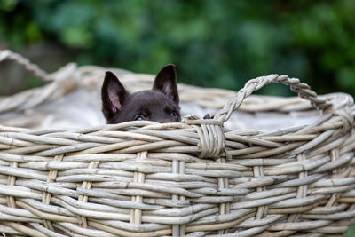 Close-up of a horse in basket