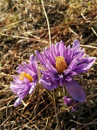 Close-up of purple crocus flowers on field