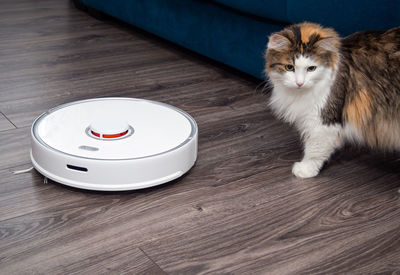 A white vacuum cleaner robot and a fluffy cat on a laminated wooden floor. 