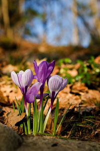 Close-up of purple crocus blooming outdoors