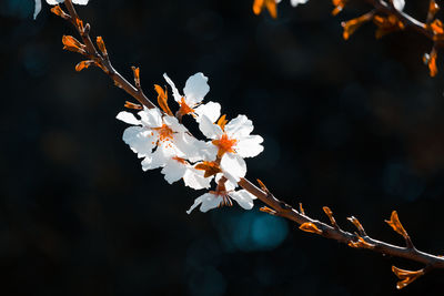 Close-up of cherry blossoms in spring