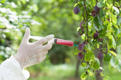 Close-up of hand holding fruit on tree