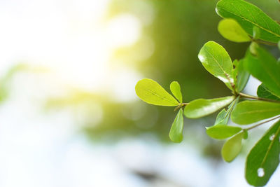 Close-up of fresh green leaves