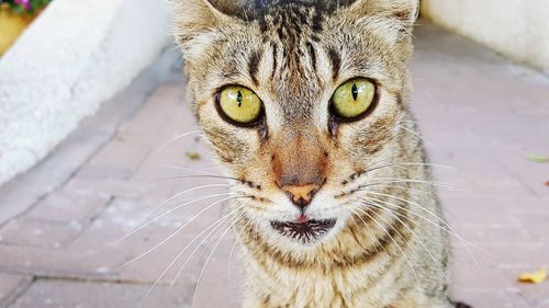 Close-up portrait of a cat