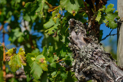 Old gnarled grapevine with bark and foliage