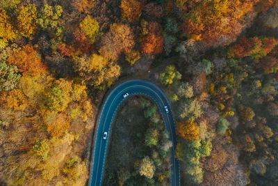 Aerial view of winding road amidst trees in forest