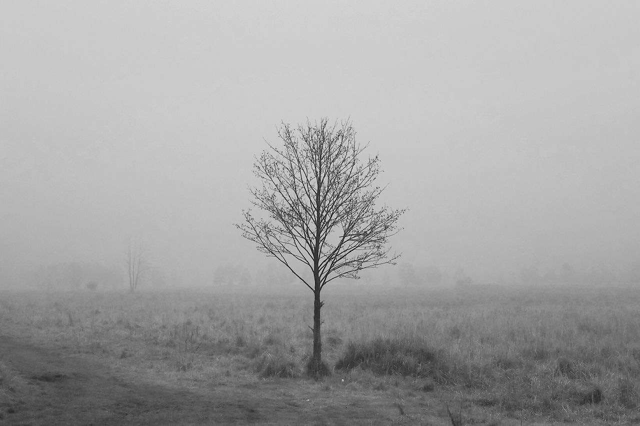 fog, tranquility, foggy, field, tranquil scene, landscape, nature, bare tree, weather, tree, copy space, beauty in nature, growth, branch, scenics, plant, non-urban scene, day, no people