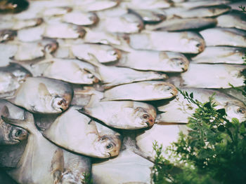 Close-up of a lot of fish