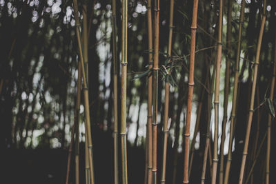 Bamboo plants in forest