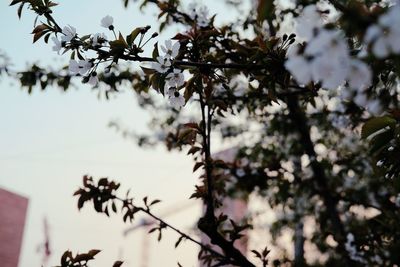 Low angle view of flowering plant against sky