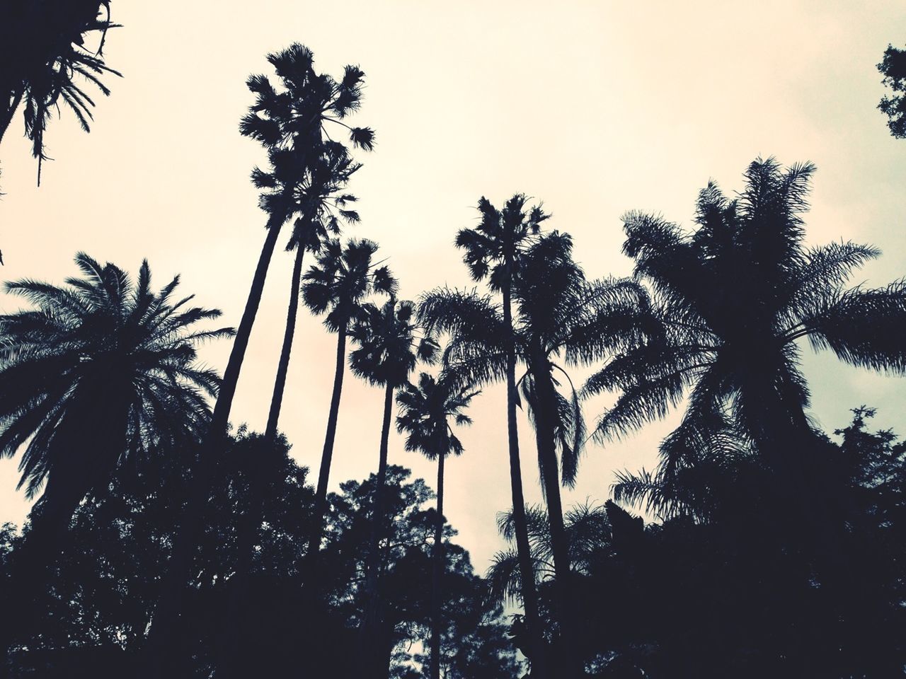 low angle view, tree, palm tree, silhouette, growth, sky, clear sky, tall - high, nature, built structure, tree trunk, outdoors, branch, beauty in nature, tranquility, no people, architecture, coconut palm tree, dusk, day