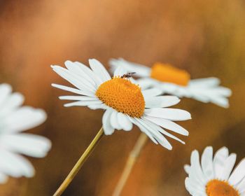 Close-up of white daisy flower