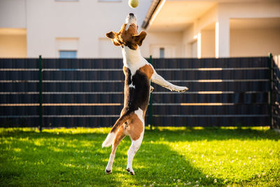 Full length of dog catching ball at lawn