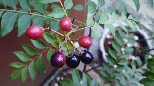 Close-up of cherries growing on tree